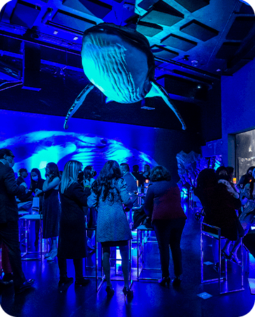 Galería Acuario