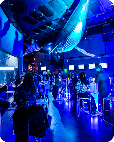 Galería Acuario