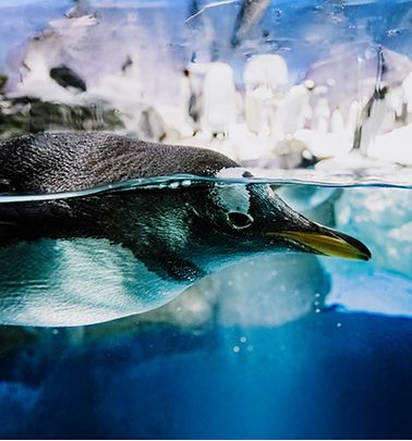 GENERAL + PINGÜINOS