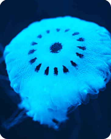 MEDUSAS, RAYAS Y ARRECIFES