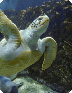 Galería Acuario