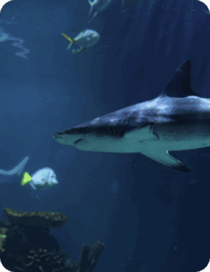 Galería Acuario