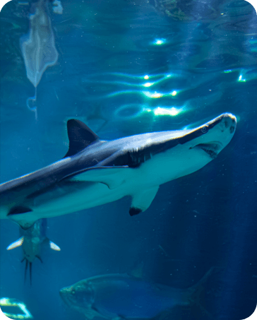 OCEANARIO