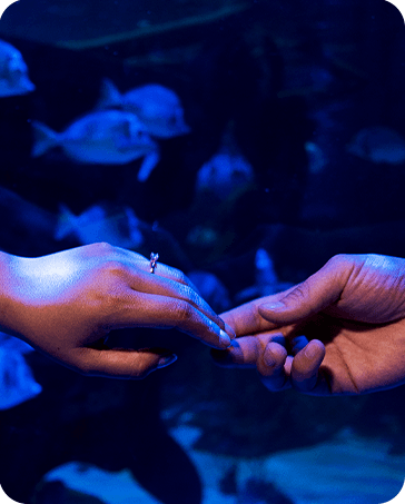¡en el Acuario Inbursa!