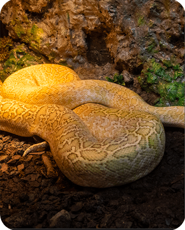 Galería Acuario