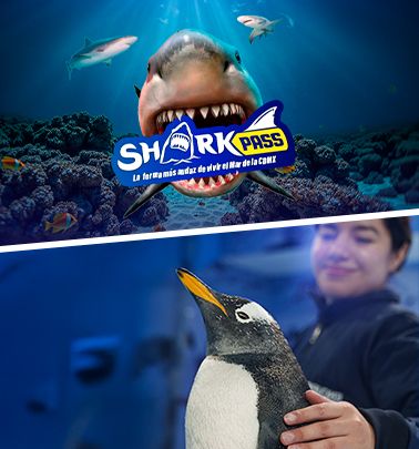 SHARK PASS + PINGÜINOS