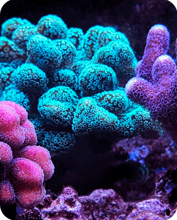 Galería Acuario