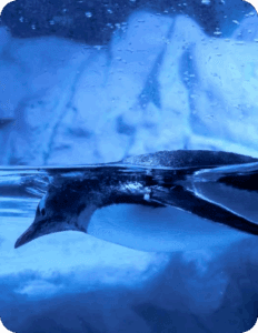 Galería Acuario