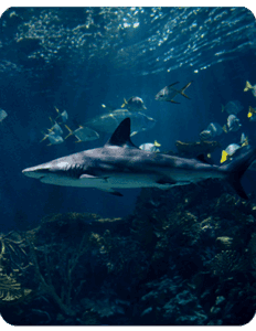 Galería Acuario