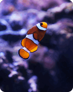 Galería Acuario