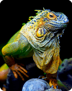 Galería Acuario