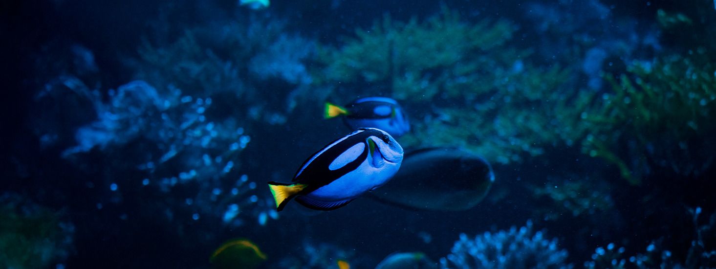Acuario Inbursa