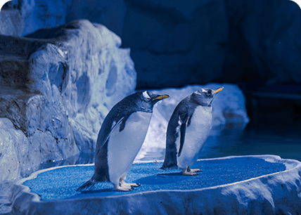 ACUARIO INBURSA