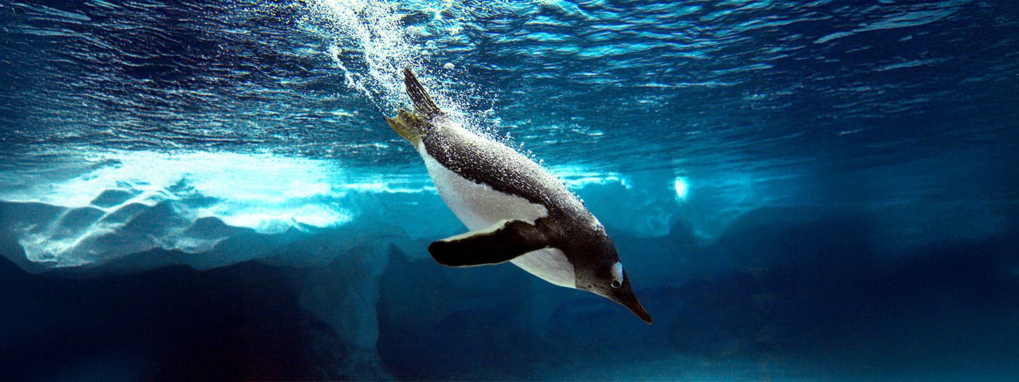 Acuario Inbursa