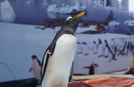GENERAL + PINGUINOS
