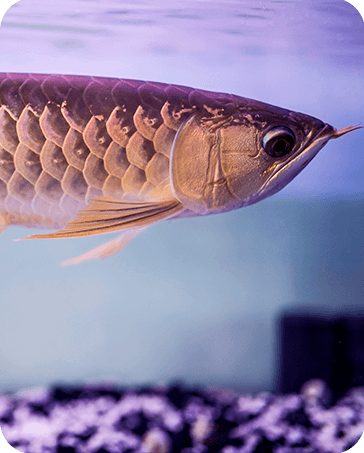 Galería Acuario