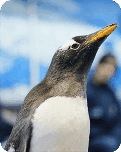 Galería Acuario