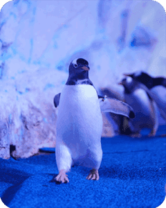 Galería Acuario
