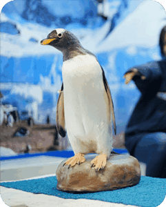 Galería Acuario