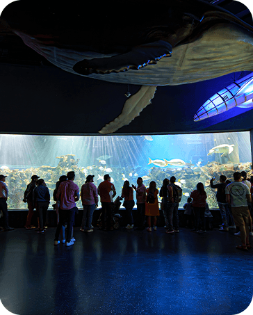 Galería Acuario