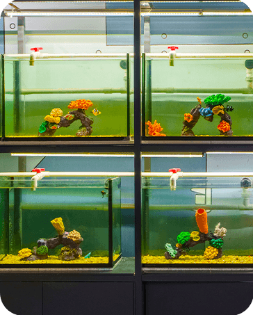 Galería Acuario