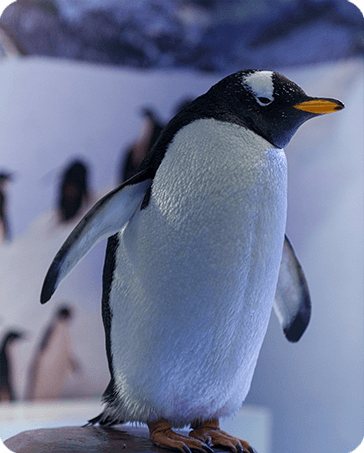 PINGÜINO